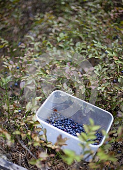 Gather blueberries in the forest. Bowl with blue berries. Wild blueberry harvest. Berry and bush.