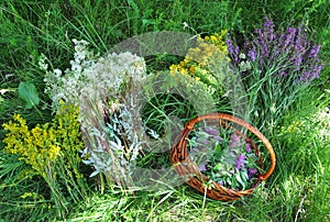 Gather Herbs. Herbal Plants. Hypericum perforatum, yellow bedstraw, St John`s wort, Galium verum, Red Clowers , Filipendula ulmar photo