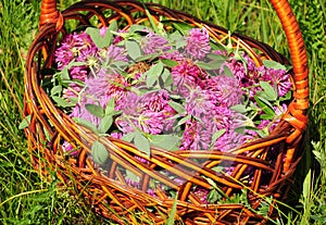 Gather Herbs for Herbal Tea. Trifolium pratense. Red clover is commonly used to make a sweet-tasting herbal tea.