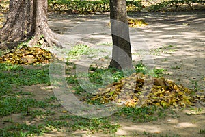 Gather piles of leaf scraps to make fertilizer.