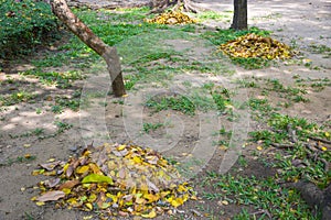 Gather piles of leaf scraps to make fertilizer.