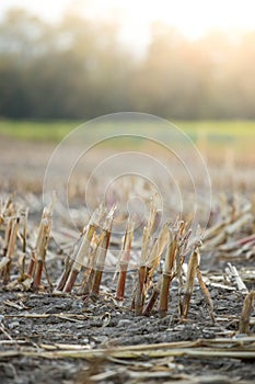 Gatherd corn field in the autumn
