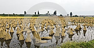 Gathered Dried Rice Hay