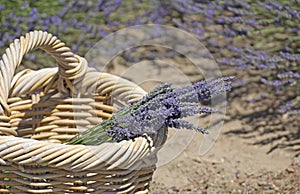 Gathered Lavender Bunch In Basket