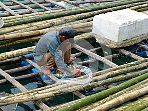 Gatherer oyster Vietnam