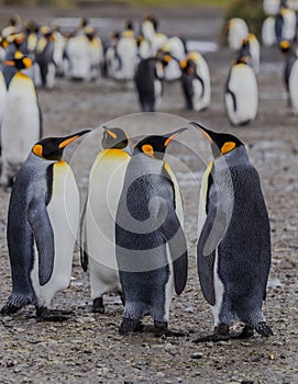 A gathering of 2 pairs of King penguins, standing