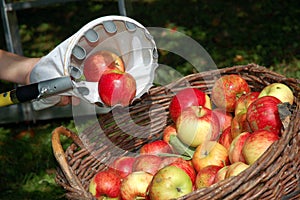 Gathering apples