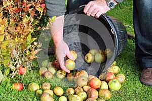 Gathering apples from the grass.