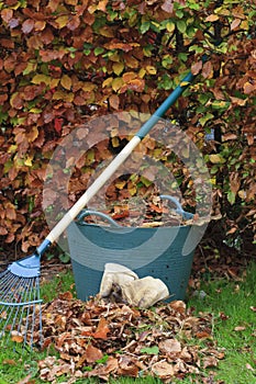 Gathering Autumn leaves from Beech hedge