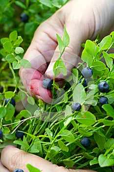 Gathering berries of bilberry. closeup.