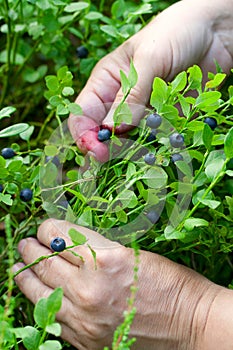 Gathering berries of bilberry. hands.