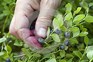 Gathering berries of bilberry. horizontal.