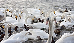 Gathering of bewick swans migrated and feeding on a lake