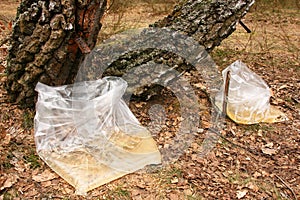 Birch sap