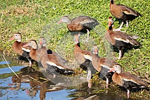 Gathering of Black-bellied Whistling Ducks