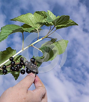 Gathering black currant