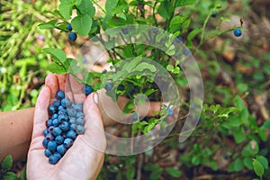 Gathering blueberries in the forest