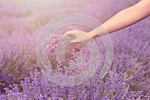 Gathering a bouquet of lavender. Beautiful girl holding a bouquet of fresh lavender in lavender field. Sun, sun haze, glare. Purpl