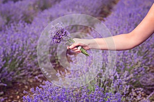 Gathering a bouquet of lavender. Beautiful girl holding a bouquet of fresh lavender in lavender field. Sun, sun haze, glare. Purpl