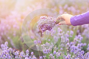 Gathering a bouquet of lavender. Beautiful girl holding a bouquet of fresh lavender in lavender field. Sun, sun haze, glare. Purpl