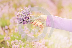 Gathering a bouquet of lavender. Beautiful girl holding a bouquet of fresh lavender in lavender field.