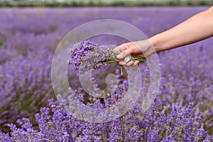 Gathering a bouquet of lavender. Beautiful girl holding a bouquet of fresh lavender in lavender field.