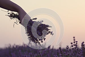 Gathering a bouquet of lavender. Girl hand holding a bouquet of fresh lavender in lavender field. Sun, sun haze, glare. Purple tin