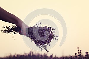 Gathering a bouquet of lavender. Girl hand holding a bouquet of fresh lavender in lavender field. Sun, sun haze, glare. Purple tin