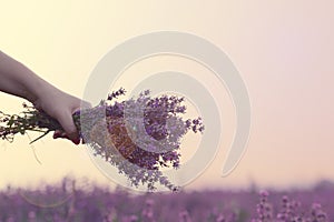 Gathering a bouquet of lavender. Girl hand holding a bouquet of fresh lavender in lavender field. Sun, sun haze, glare. Purple tin
