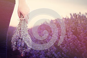 Gathering a bouquet of lavender. Girl hand holding a bouquet of fresh lavender in lavender field. Sun, sun haze, glare.