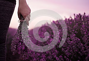 Gathering a bouquet of lavender. Girl hand holding a bouquet of fresh lavender in lavender field. Sun, sun haze, glare.