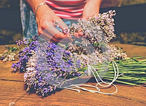 Gathering a bouquet of lavender. Girl hands hold bouquet