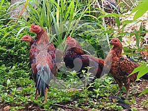 Gathering of chickens