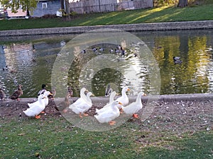 Gathering of ducks