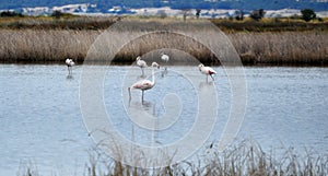 gathering of flamingos, flamboyance