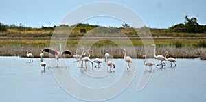 gathering of flamingos, flamboyance