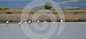 gathering of flamingos, flamboyance