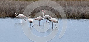 gathering of flamingos, flamboyance, various behaviors of flamingos