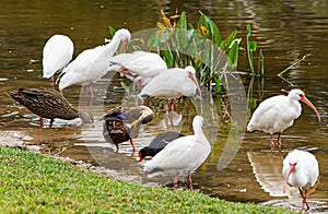 Gathering at the Florida Pond