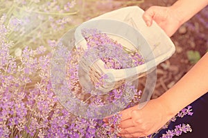 Gathering fresh lavender in a wicker basket. Beautiful girl gather fresh lavender in lavender field.