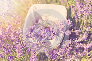 Gathering fresh lavender in a wicker basket. Beautiful girl gather fresh lavender in lavender field. Sun, sun haze, glare. Purple