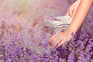 Gathering fresh lavender in a wicker basket. Beautiful girl gather fresh lavender in lavender field. Sun, sun haze, glare. Purple