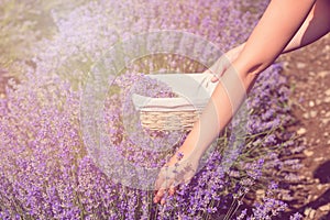Gathering fresh lavender in a wicker basket. Beautiful girl gather fresh lavender in lavender field. Sun, sun haze, glare. Purple
