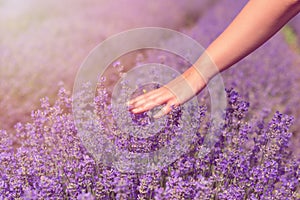 Gathering fresh lavender in a wicker basket. Beautiful girl gather fresh lavender in lavender field. Sun, sun haze, glare. Purple