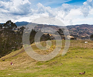 Gathering Grasses at Ingapirca, Ecuador photo