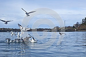 Gathering of Gulls In Blue Bay Water