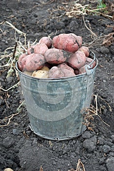 Gathering harvest of potatoes