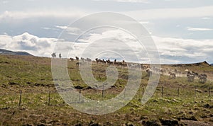 Gathering of icelandic horses