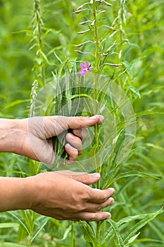 Gathering leaves of willow-herb (Ivan-tea)