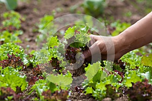 Gathering lettuce